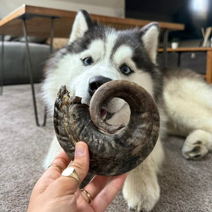 Corne de mouton Le Palais Canin