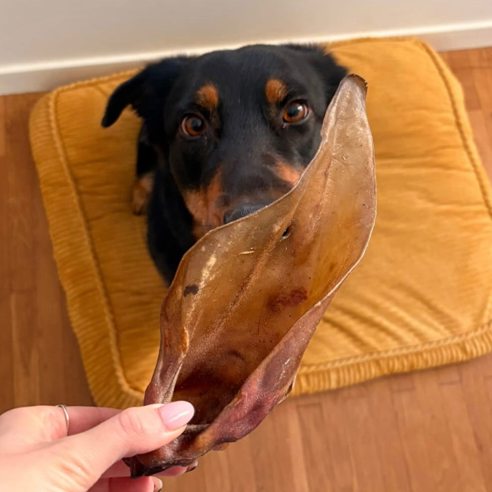 Oreille de bœuf