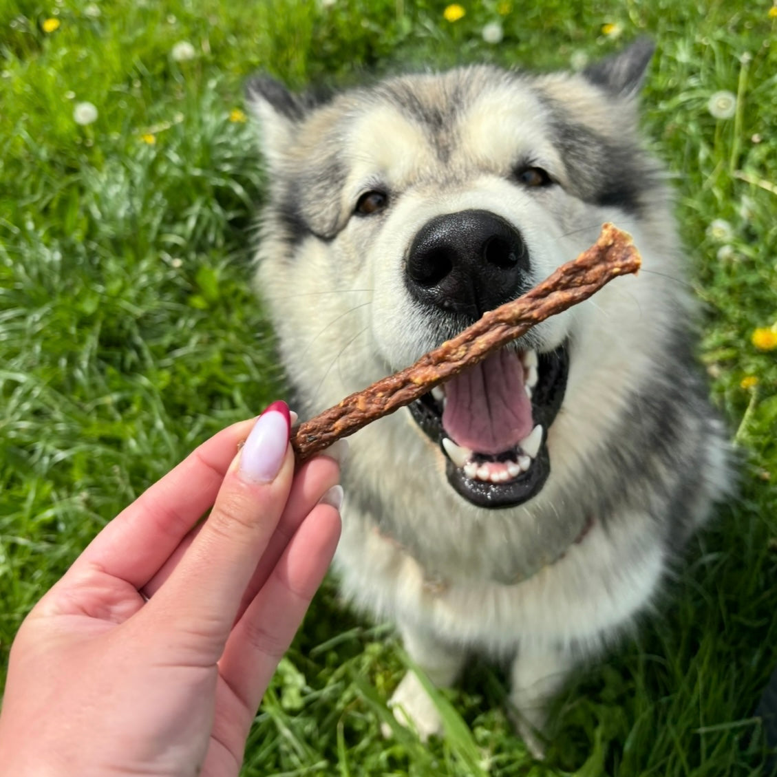 Sticks à l'autruche Le Palais Canin