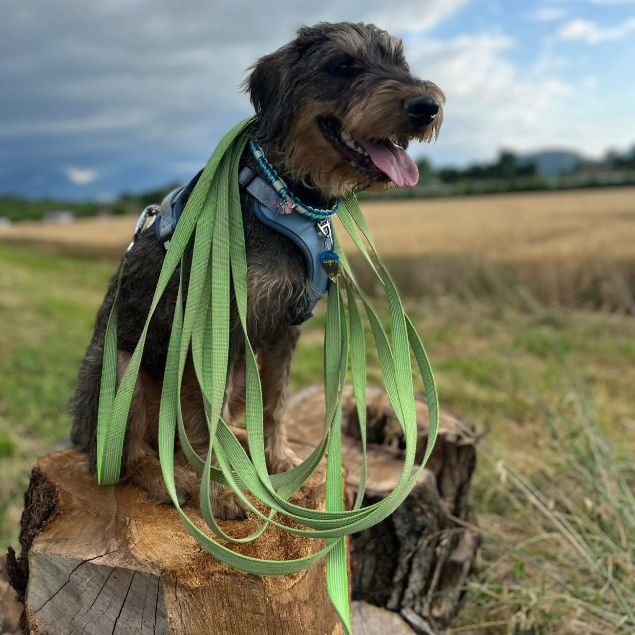 Longe - vert Le Palais Canin