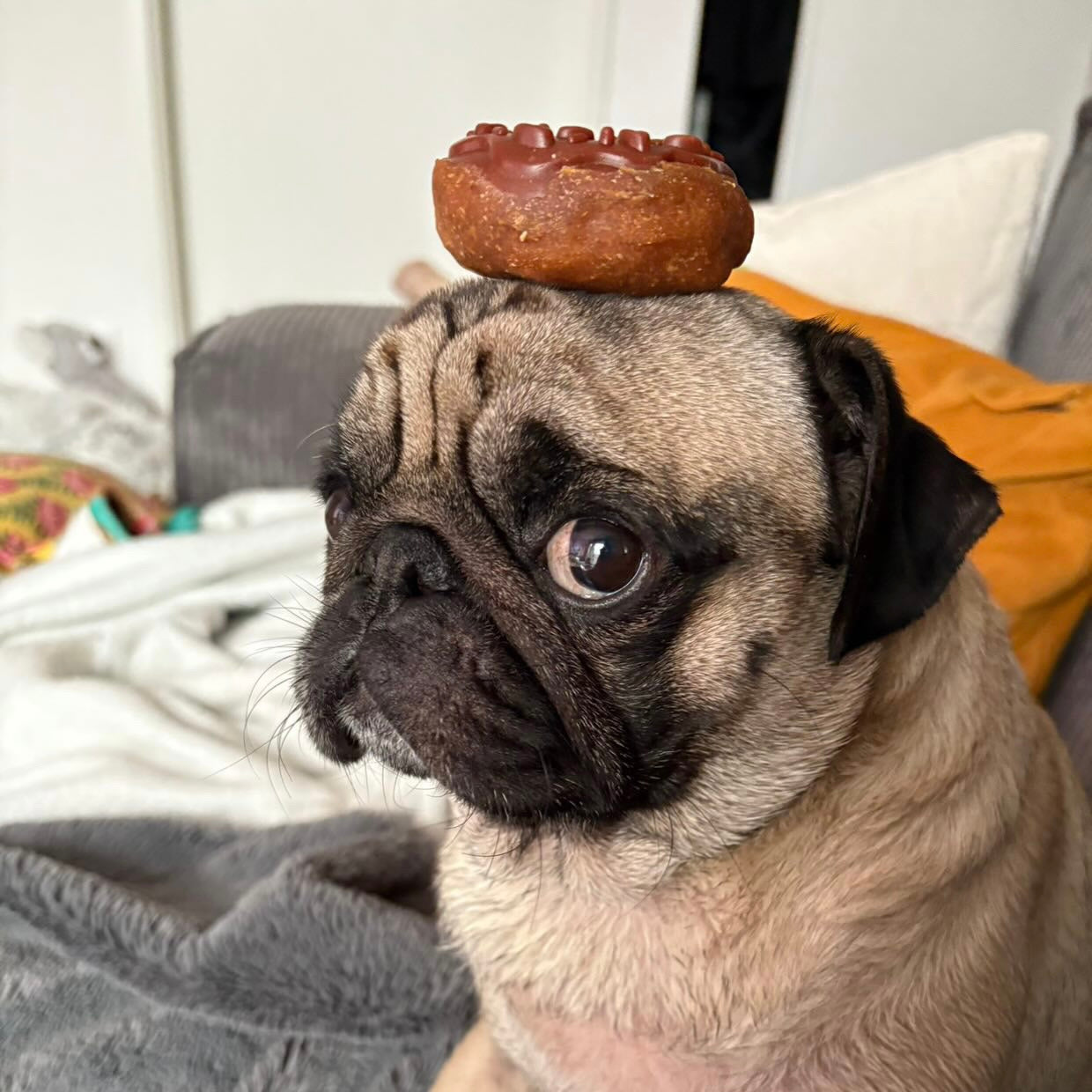 Donuts poulet-myrtille Le Palais Canin