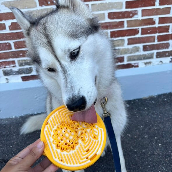 Gamelle d’enrichissement - tournesol SODAPUP