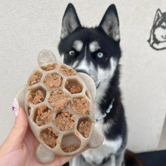 Jouet en nylon à mâcher - tortue SODAPUP