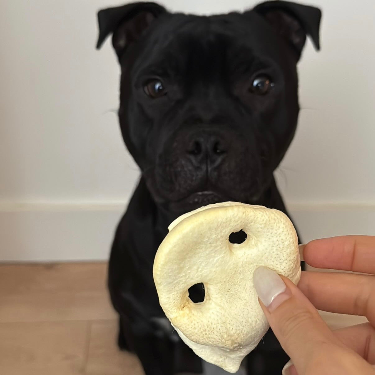 Groin de porc soufflé Le Palais Canin