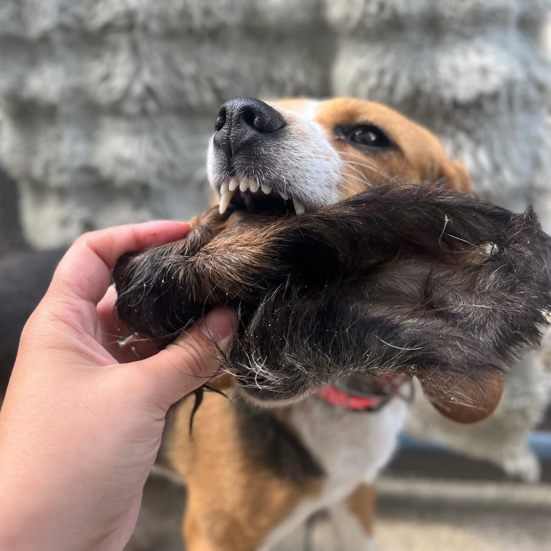 Oreille de bœuf poilue XL Le Palais Canin