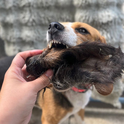 Oreille de bœuf poilue XL Le Palais Canin
