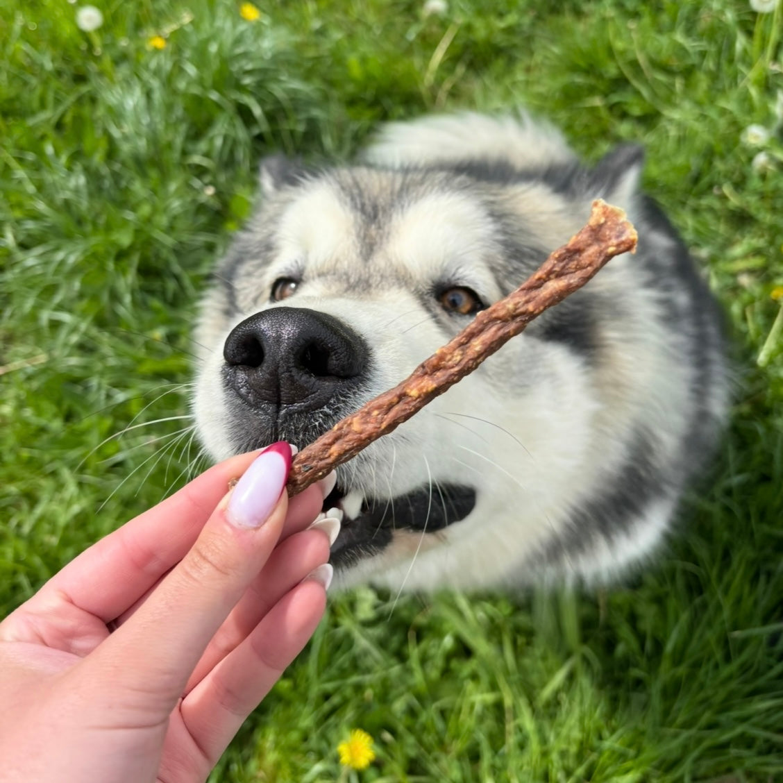 Sticks au kangourou Le Palais Canin