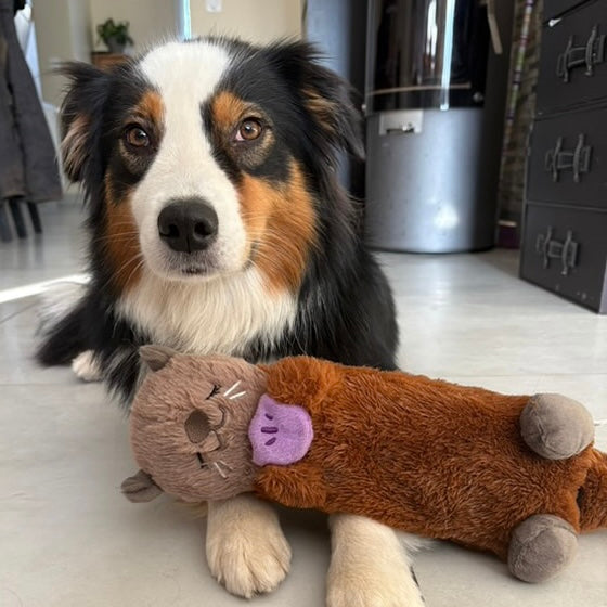 Peluche loutre Le Palais Canin
