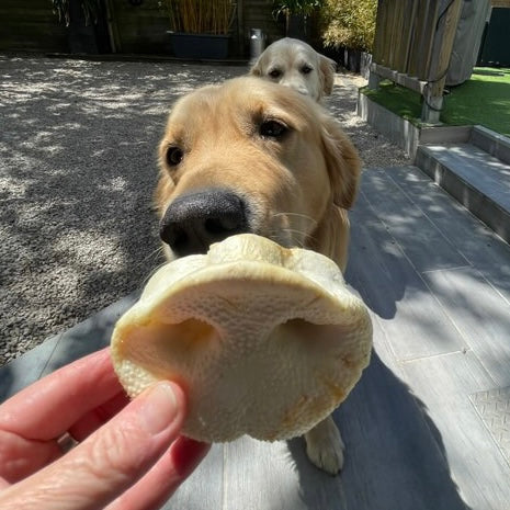 Groin de porc soufflé Le Palais Canin