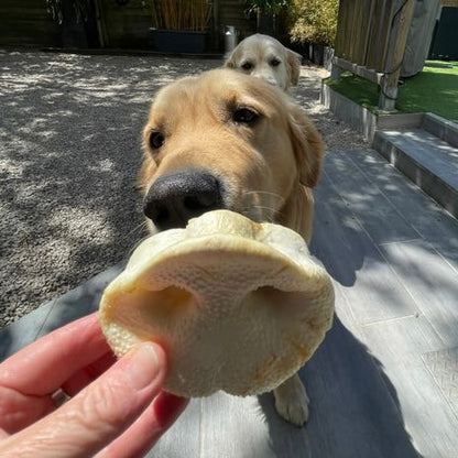 Groin de porc soufflé Le Palais Canin