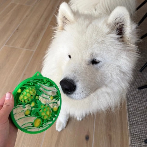 Gamelle d’enrichissement - tortue SODAPUP