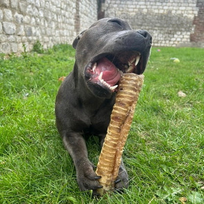 Trachée de bœuf - 30cm Le Palais Canin