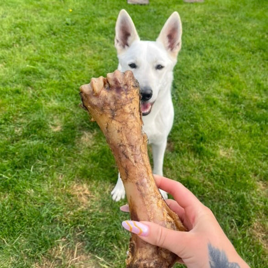 Demi jambe de veau