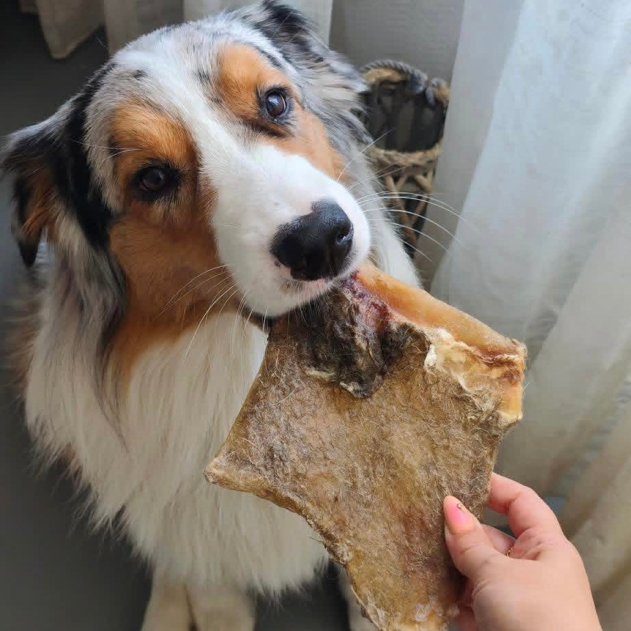 Plaque de peau de bœuf Le Palais Canin