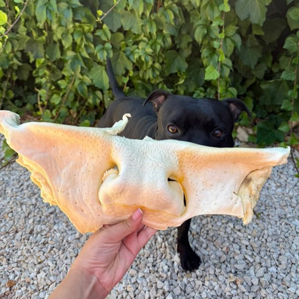 Museau de boeuf XXL soufflé Le Palais Canin