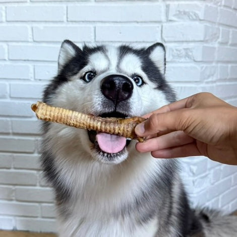Trachée d’agneau Le Palais Canin