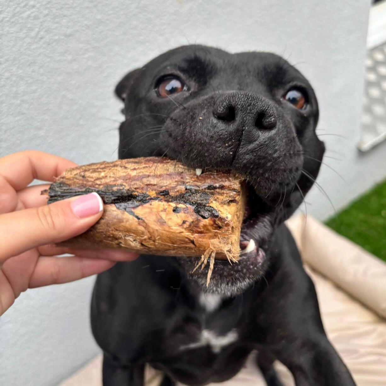 Poumon de bœuf Le Palais Canin