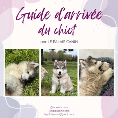 CROC'BABY - les essentiels chiots Le Palais Canin