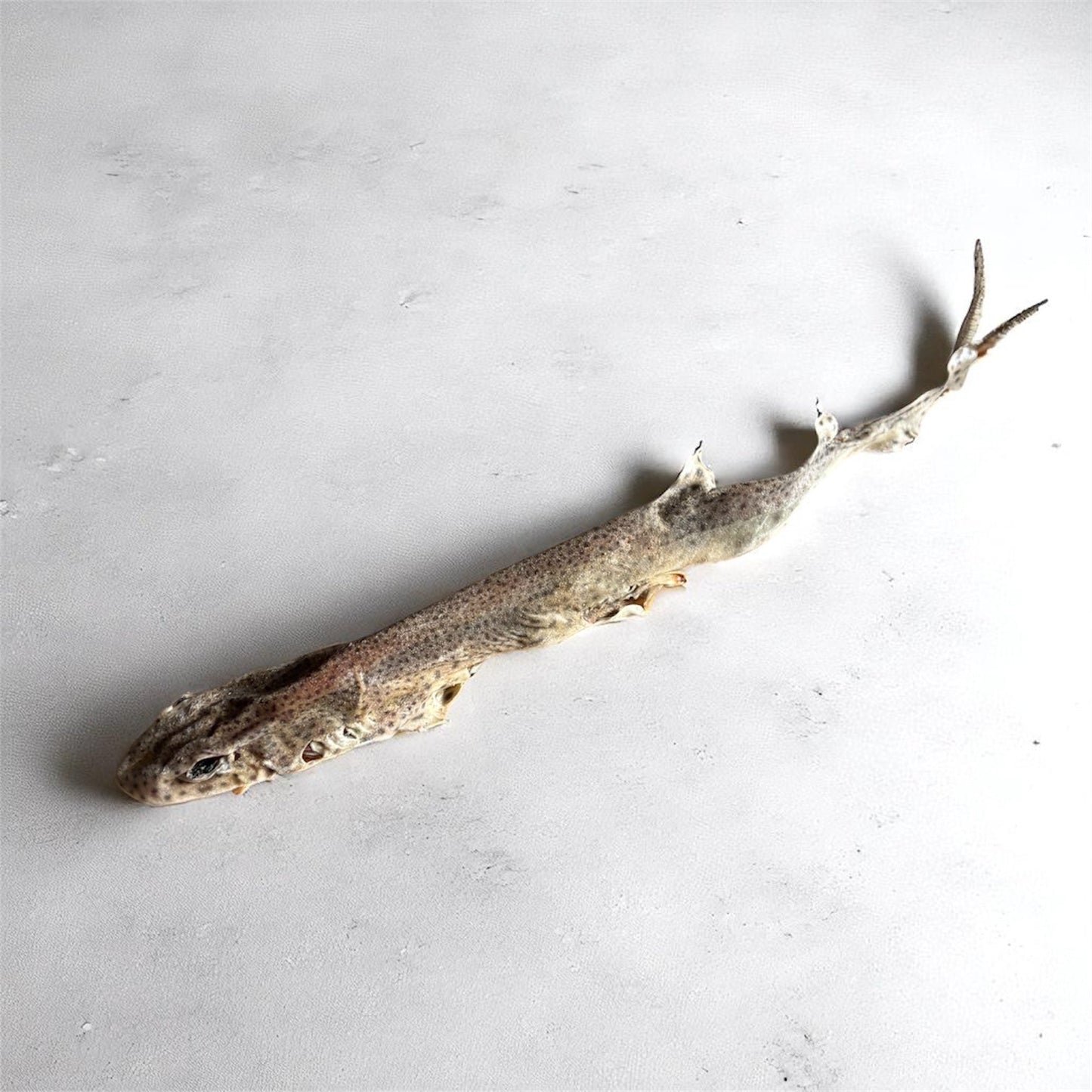 Roussette Le Palais Canin