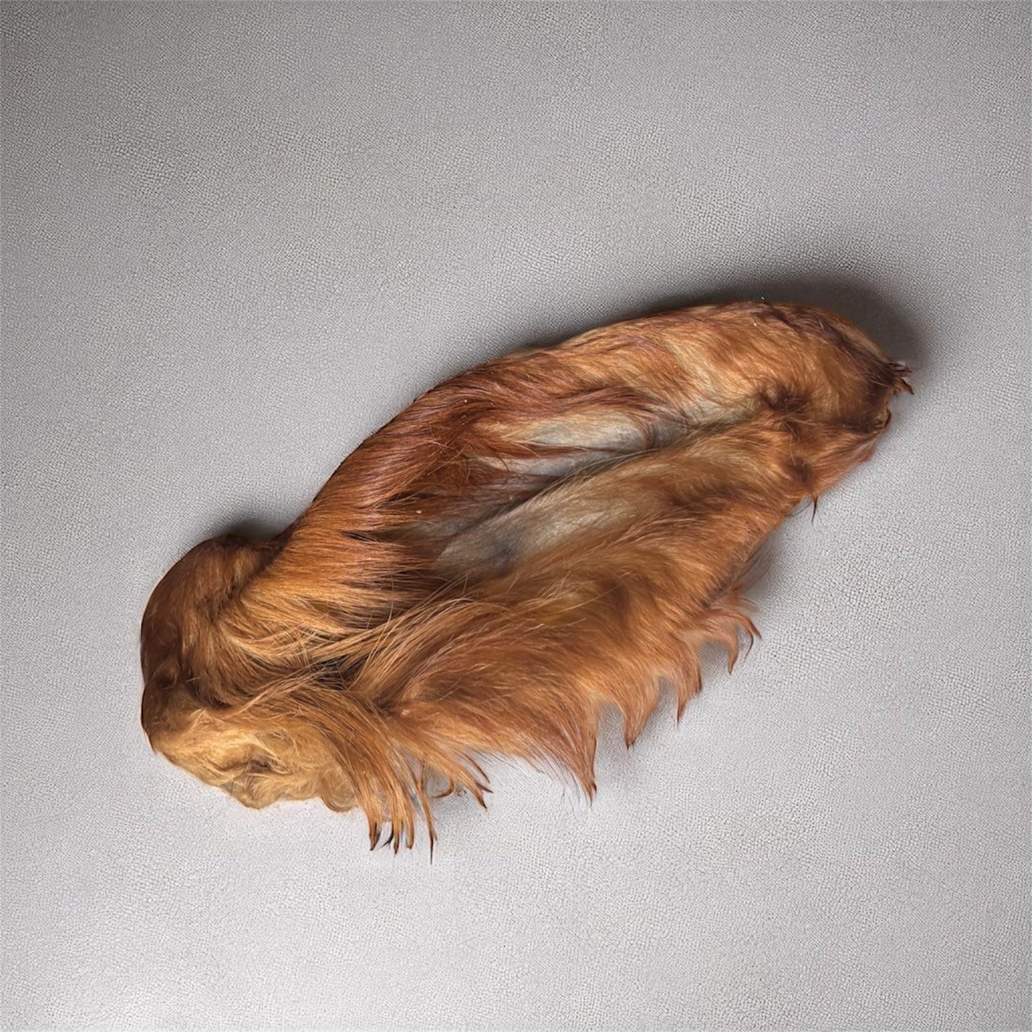 Oreille de bœuf poilue XL Le Palais Canin