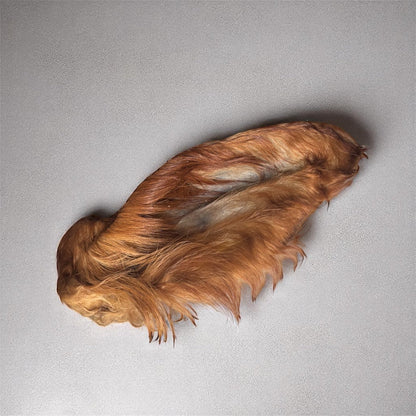 Oreille de bœuf poilue XL Le Palais Canin