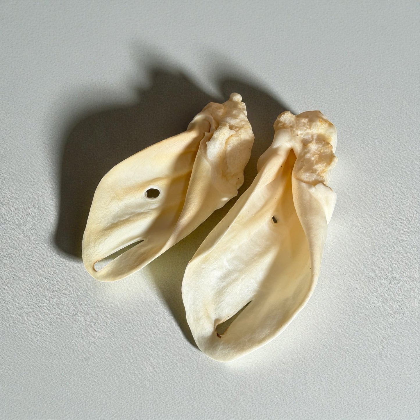 Oreille de boeuf soufflée Le Palais Canin