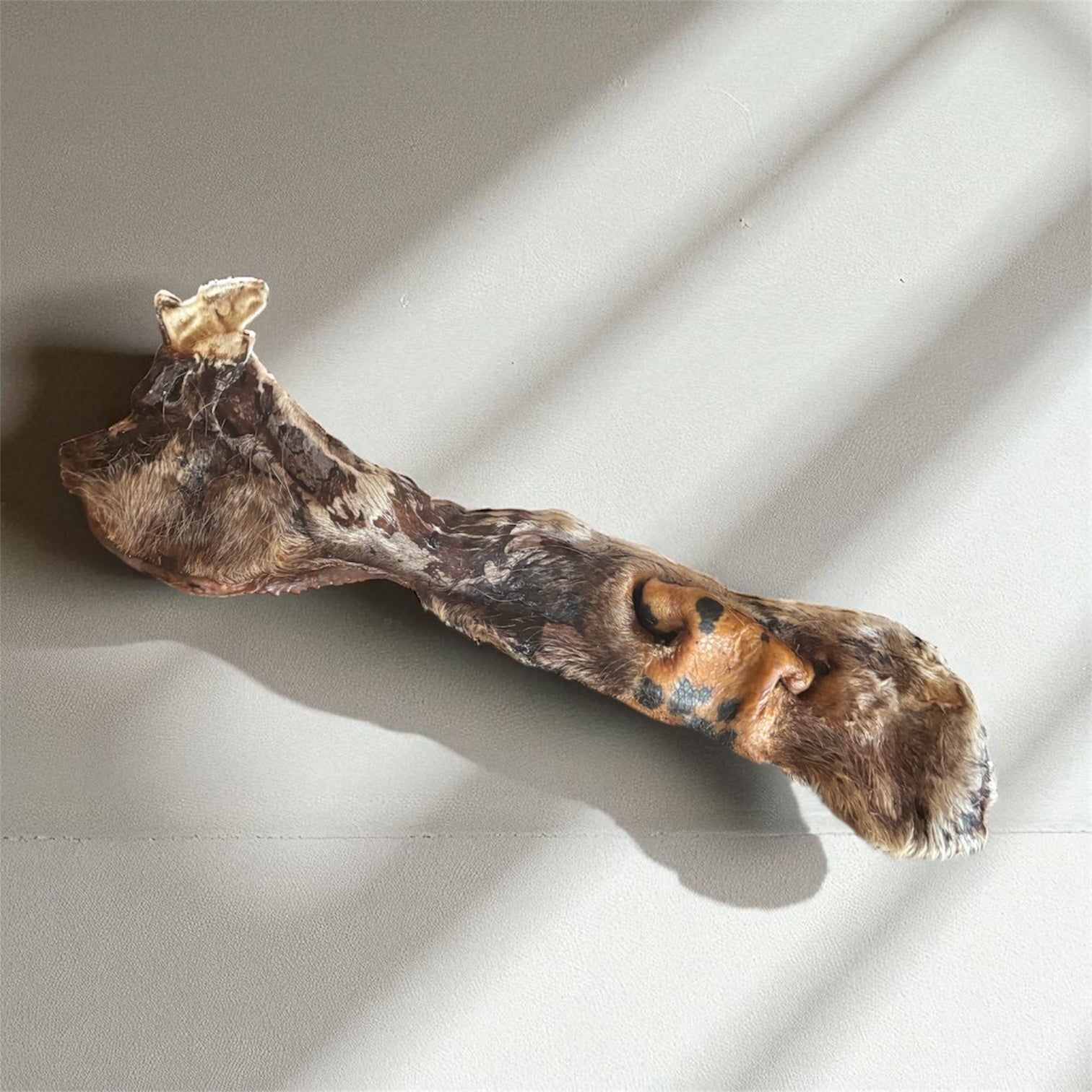 Museau de boeuf entier XL Le Palais Canin